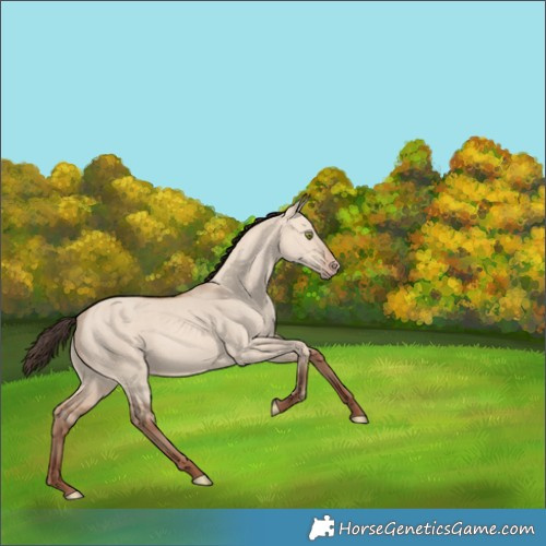 Horse Color:Amber Champagne Dun 