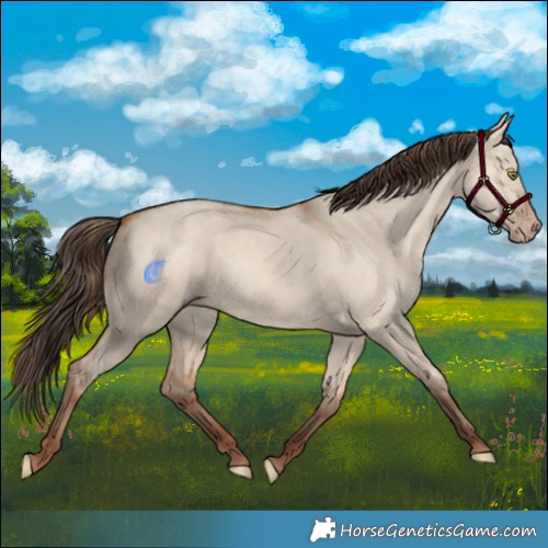 Horse Color:Amber Champagne Dun