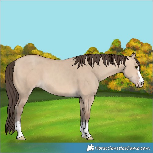 Horse Color:Unknown 