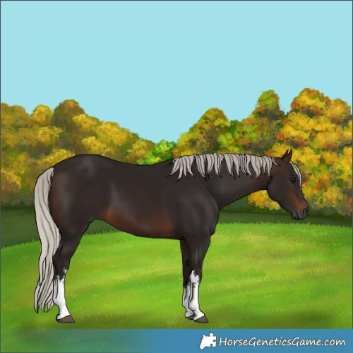 Horse Color:Gray White Spotted Silver Bay 