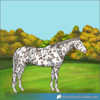 Horse Color:Silver Black Appaloosa 