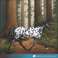 Horse Color:Black Near Leopard 