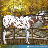 Horse Color:Liver Chestnut Tobiano Near Leopard