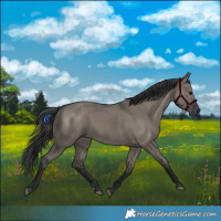 Horse Color:Grullo 