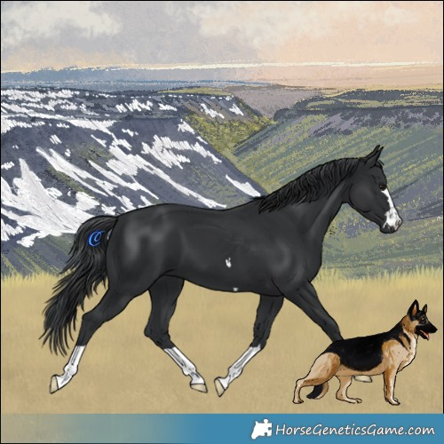Horse Color:Black 