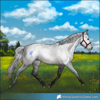 Horse Color:Gray Bay