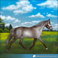 Horse Color:Gray Chestnut