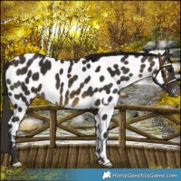 Horse Color:Buckskin Appaloosa 