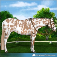Horse Color:White Spotted Red Dun Leopard