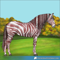 Horse Color:Gray White Spotted Liver Red Roan