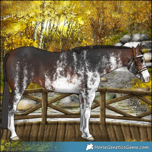 Horse Color:White Spotted Bay