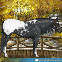 Horse Color:Black Snowcap 