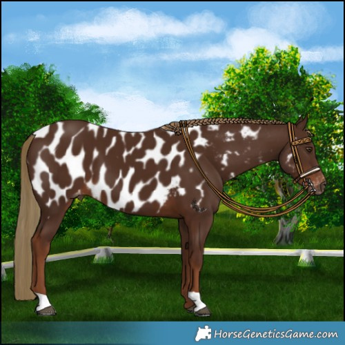 Horse Color:Gray Chestnut Near Leopard 