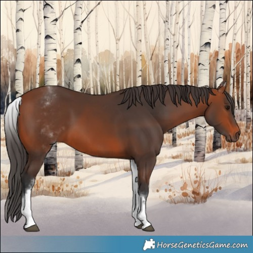 Horse Color:White Spotted Bay 
