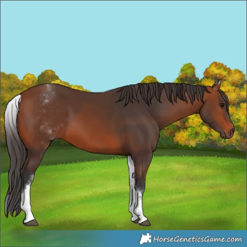 Horse Color:White Spotted Bay 