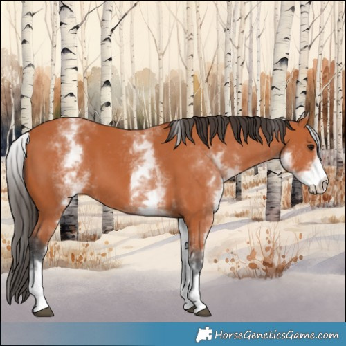 Horse Color:White Spotted Bay 