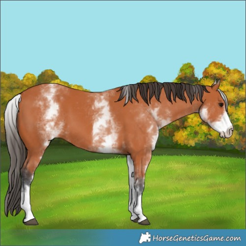 Horse Color:White Spotted Bay 