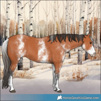 Horse Color:White Spotted Bay 