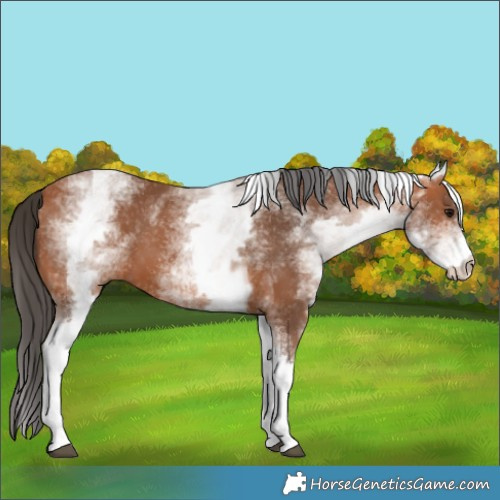 Horse Color:White Spotted Bay 