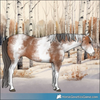 Horse Color:White Spotted Bay 