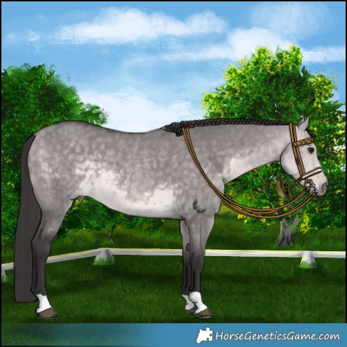 Horse Color:Platinum Buckskin Dun 