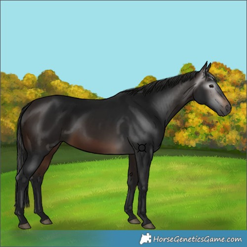 Horse Color:Gray White Spotted Bay