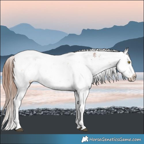 Horse Color:Chestnut Sabino