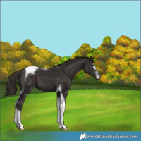 Horse Color:Liver Chestnut Tobiano