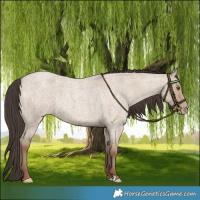 Horse Color:Classic Champagne Roan Dun 