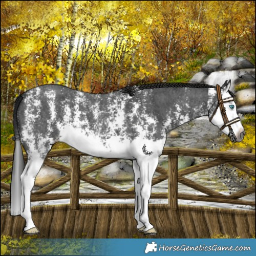 Horse Color:Gray Black Sabino Splash 