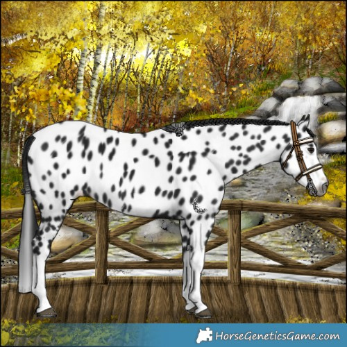 Horse Color:Gray Brown Splash Near Leopard 