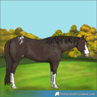 Horse Color:Liver Chestnut Blanket