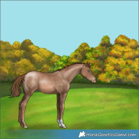 Horse Color:Liver Chestnut Pearl Varnish
