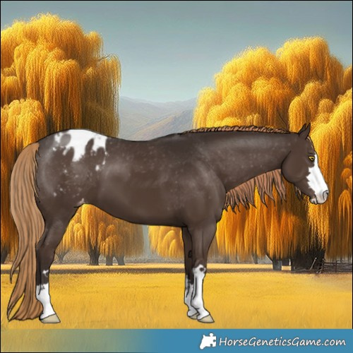 Horse Color:Liver Chestnut Blanket
