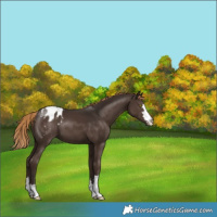 Horse Color:Liver Chestnut Blanket