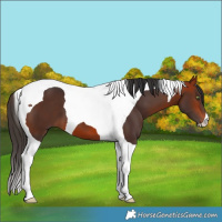 Horse Color:Bay Tobiano