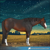 Horse Color:Bay 