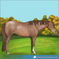 Horse Color:Brown Pearl 