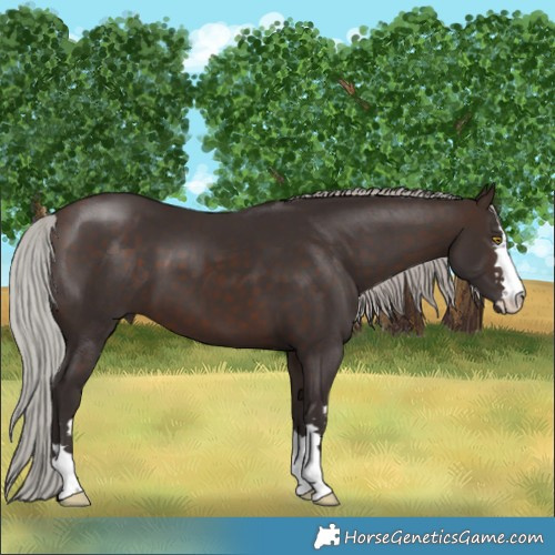 Horse Color:Silver Brown