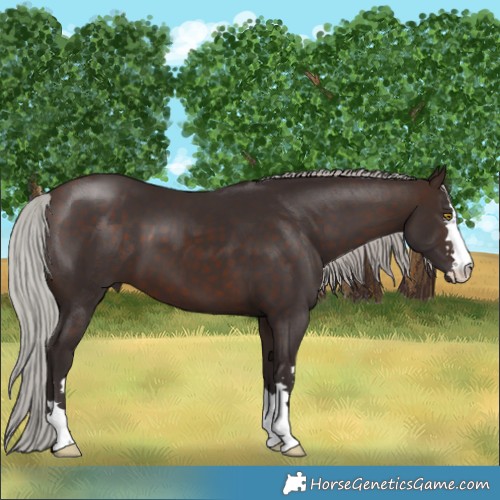 Horse Color:Silver Brown 