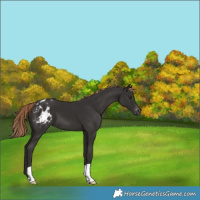 Horse Color:Liver Chestnut Varnish 