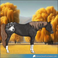 Horse Color:Liver Chestnut Varnish