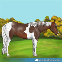 Horse Color:Silver Bay Tobiano 