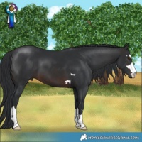 Horse Color:Brown 