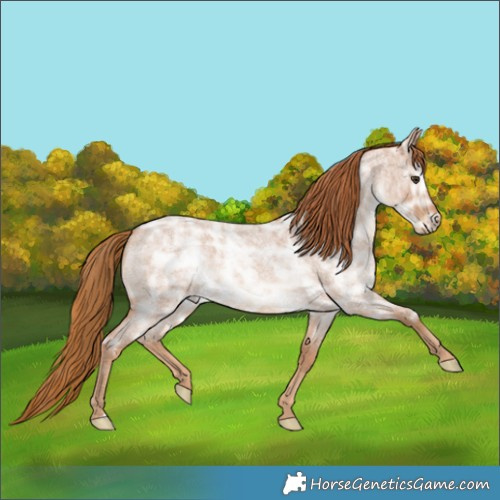 Horse Color:Red Ice Roan 