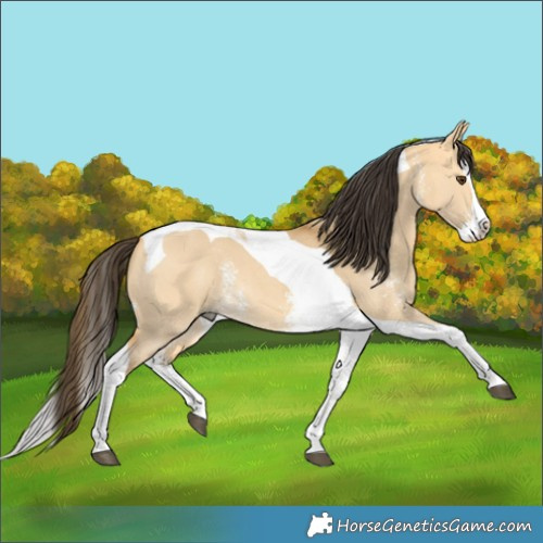 Horse Color:Buckskin Dun Sabino Splash Tobiano 