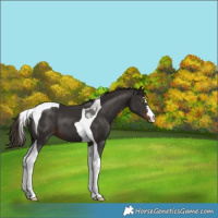 Horse Color:Liver Chestnut Tobiano