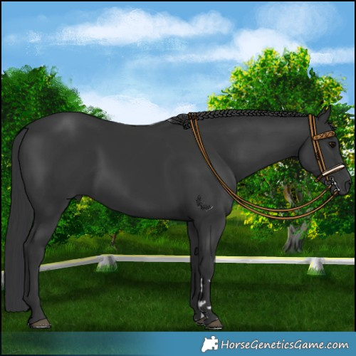 Horse Color:Black 