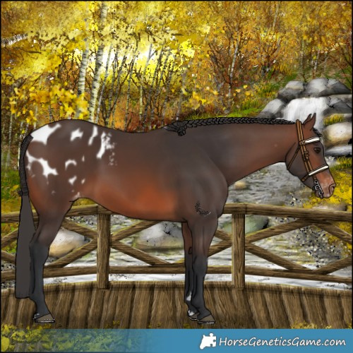 Horse Color:Brown Appaloosa 