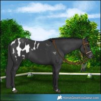 Horse Color:Black Blanket